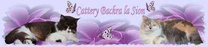 Cattery Bachra La Sion