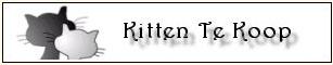 Kitten Te Koop