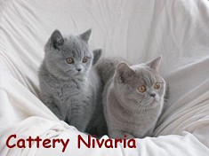 Cattery Nivaria