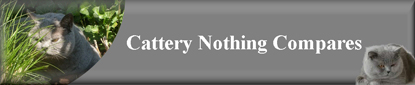 Cattery Nothing Compares