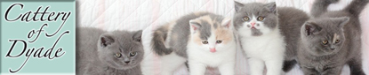 Cattery of Dyade