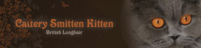 Cattery Smitten Kitten